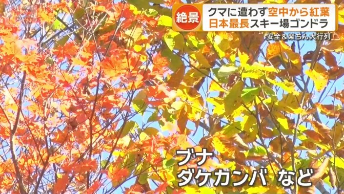ブナ・ダケカンバなどが見頃