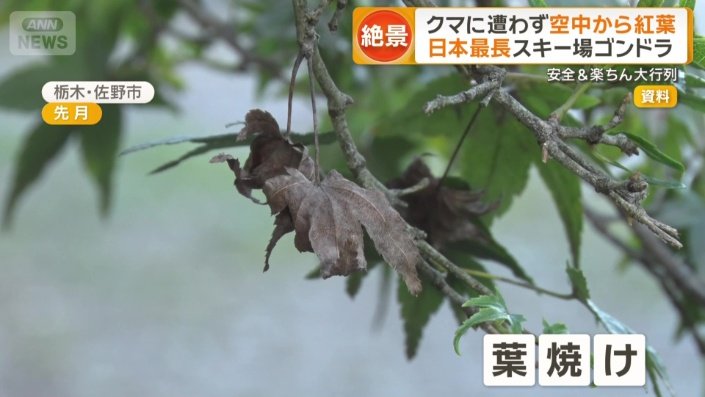 葉焼け