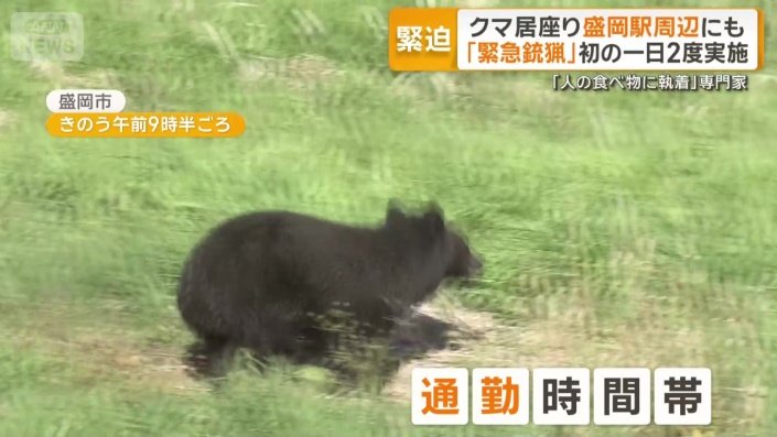 茂みの中で動くクマ