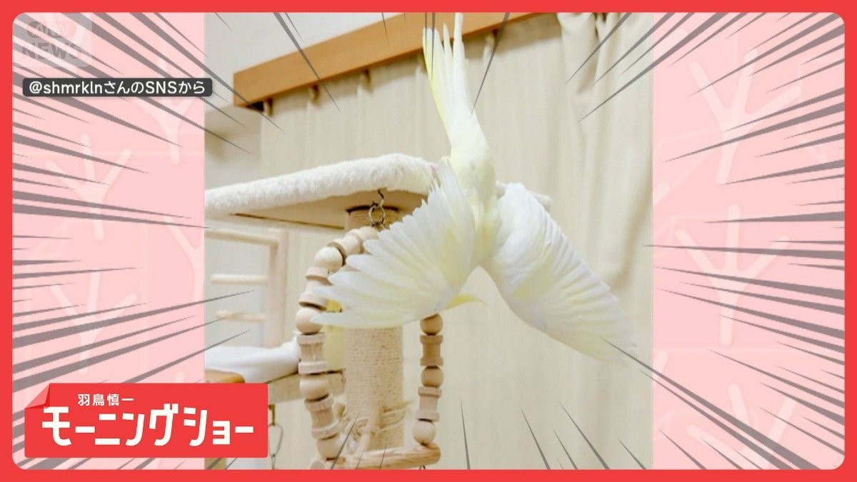 まるでジュディ・オング！　逆さまになって翼を広げるオカメインコ　どんな気持ち？