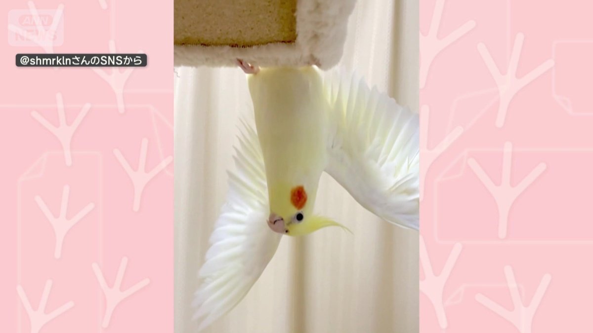 華麗にポージング