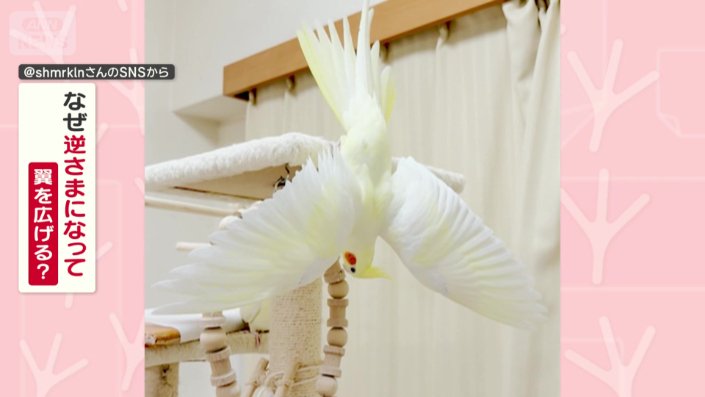 なぜ逆さまで翼を広げる？