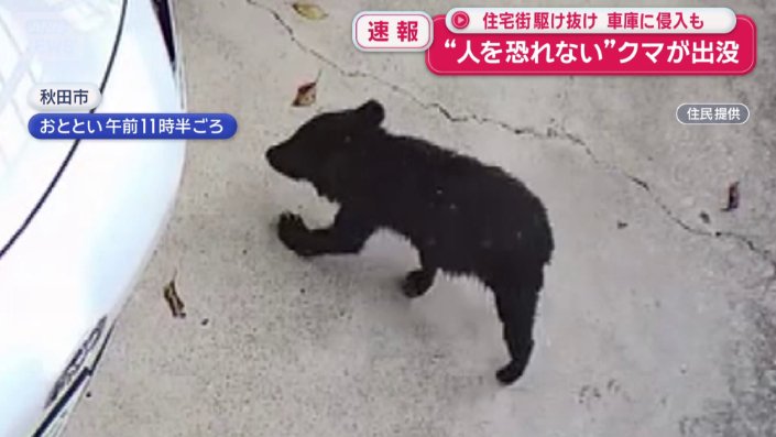 子グマ