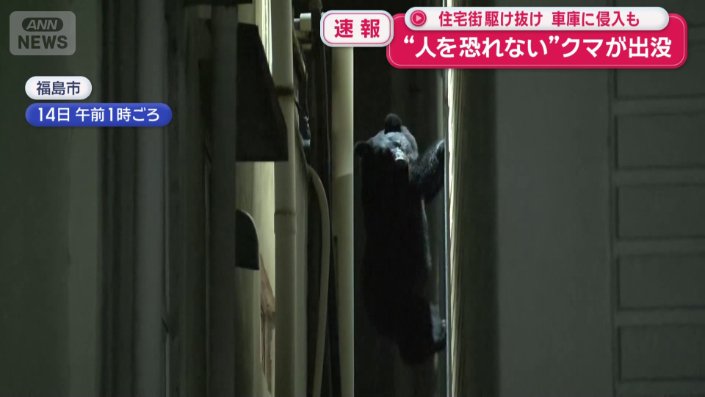 隣の建物の屋上に移るクマ