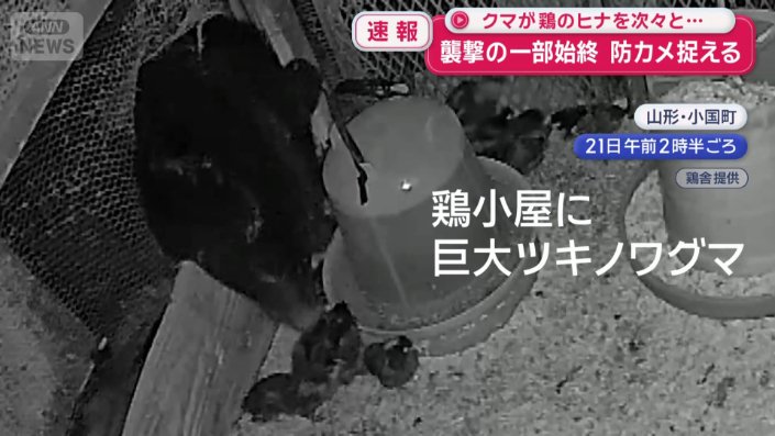 鶏小屋の金網から顔を出すツキノワグマ