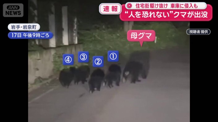 母グマの後を追う4頭の子グマ