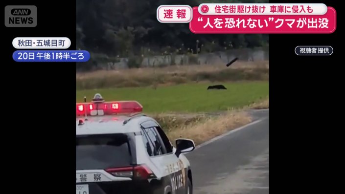 田んぼを疾走するクマ