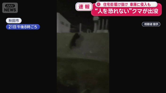 数メートルはある壁を難なくよじ登るクマ