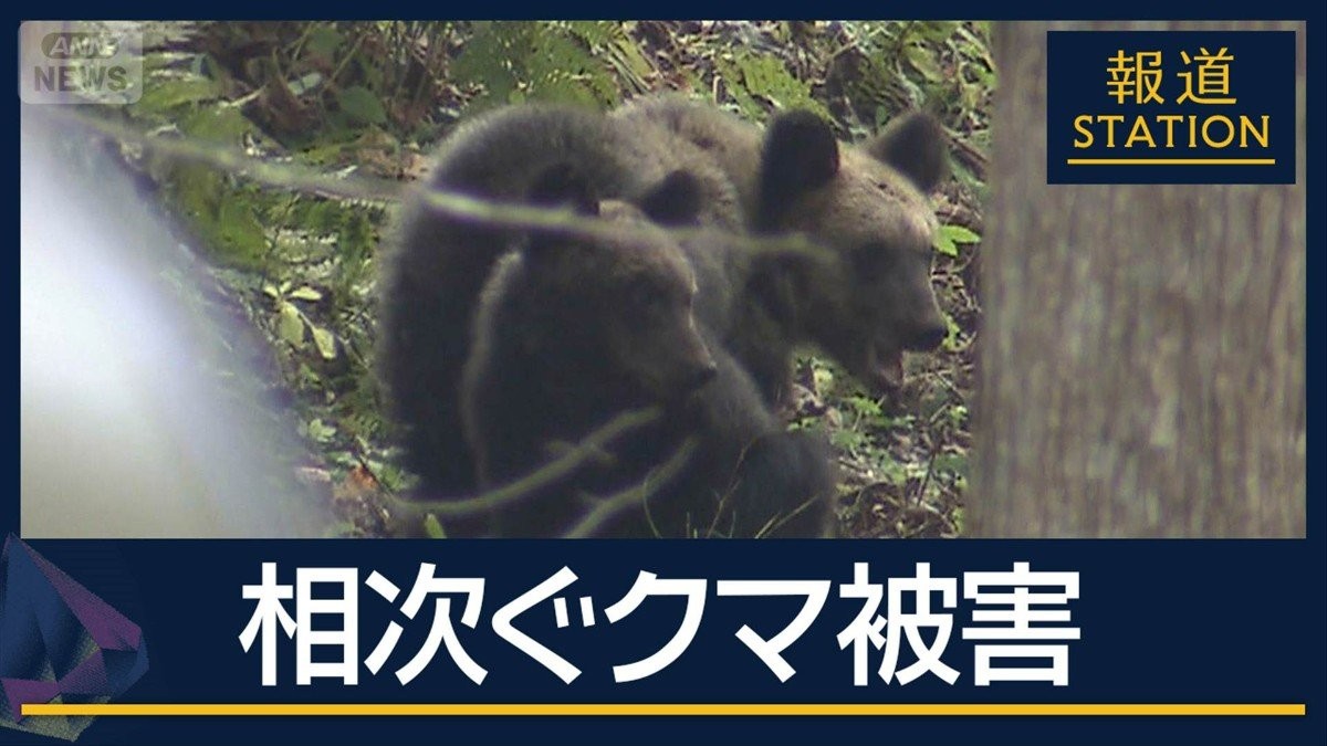 クマが鶏舎に…計180羽が被害 相次ぐクマ被害 秋田で30代男性死亡