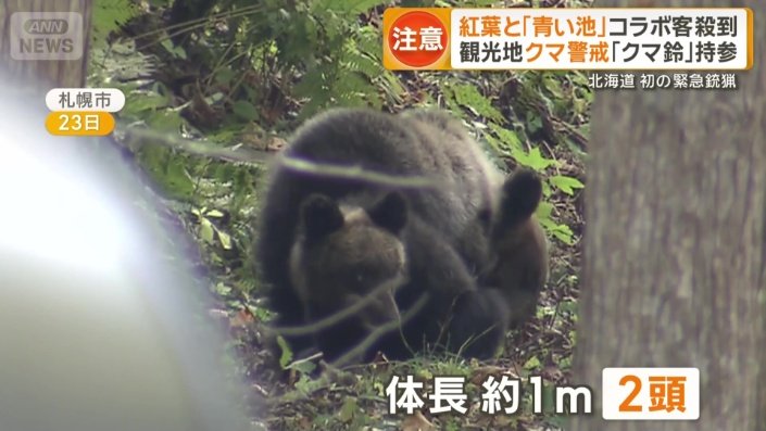 体長1メートルほどのクマ2頭