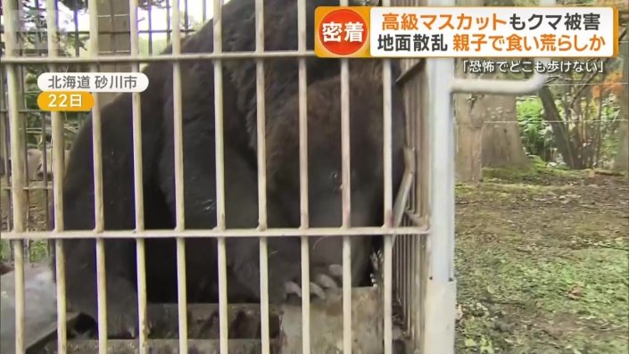 箱わなにかかったヒグマ