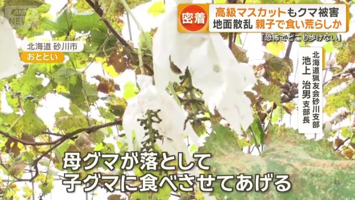 クマに食い荒らされたシャインマスカット