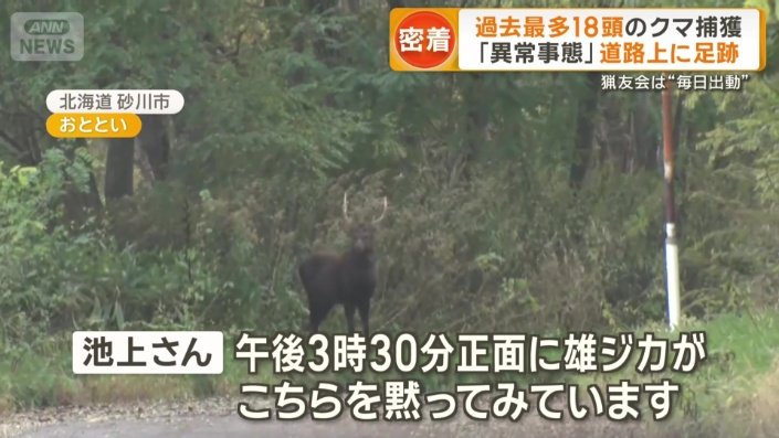正面にシカ