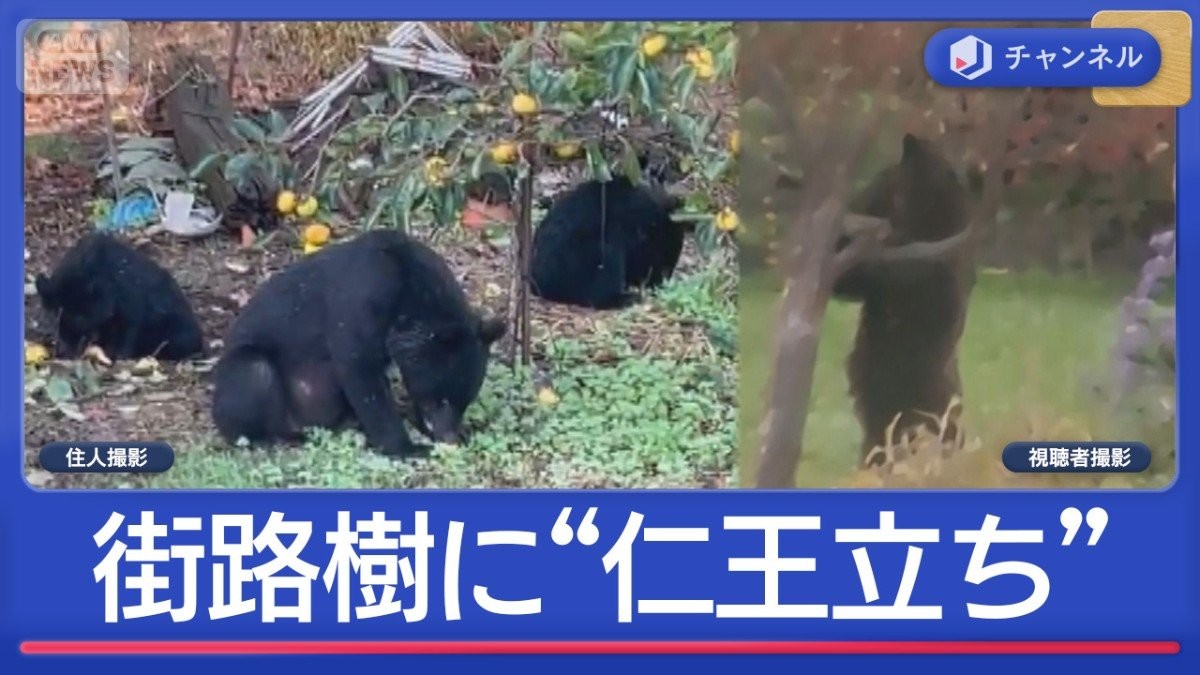 長野のショッピングセンターに一時居座り　相次ぐクマ被害　街路樹に“仁王立ちも”