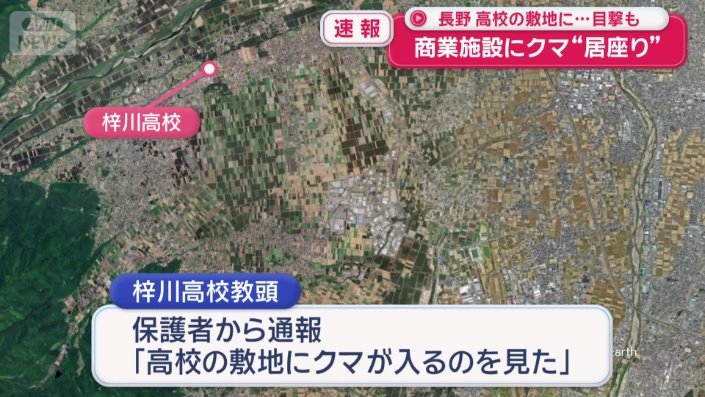 体長50センチほどの子グマとみられる