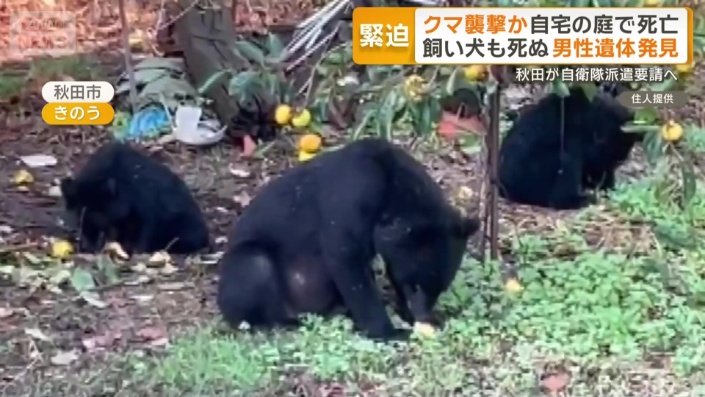 カキの実を一心不乱に食べ続ける3頭の親子グマ