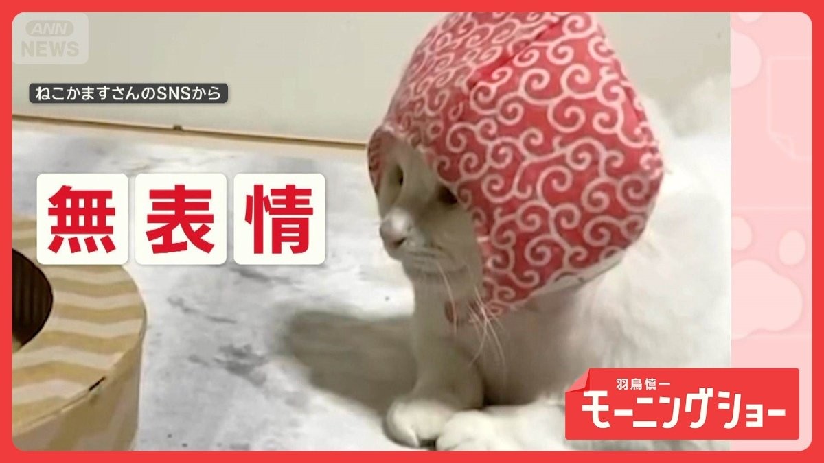 「動じニャイ」一点見つめ…無の境地　猫じゃらしでも無表情ネコちゃん　なぜ無反応？