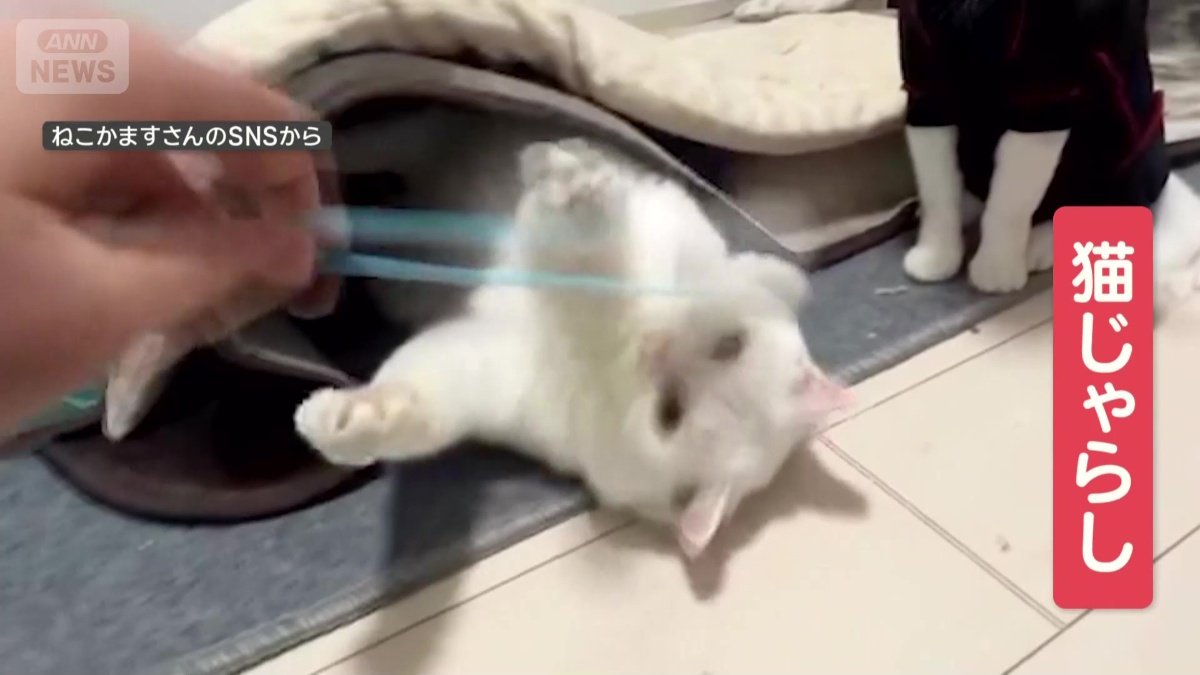 猫じゃらしで遊ぶ