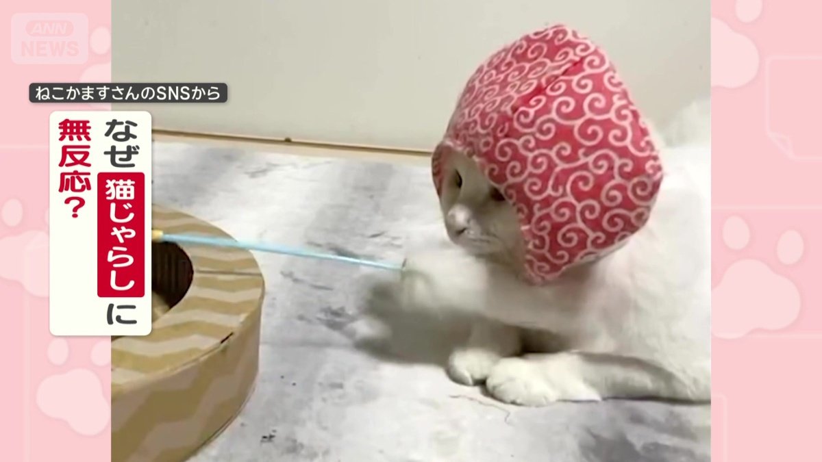 なぜ猫じゃらしに無反応？