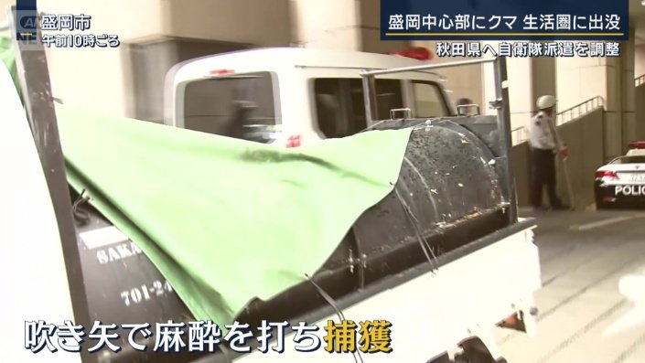 吹き矢で麻酔を打ち捕獲