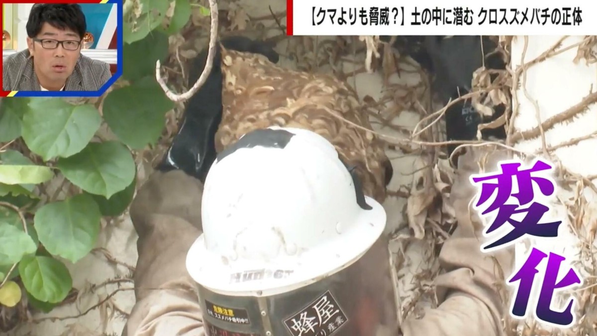 クロスズメバチに刺され小学生ら22人が搬送 「住宅地で巣作り…クマと同じで何かがおかしい」スズメバチ駆除業者が感じる“異変”