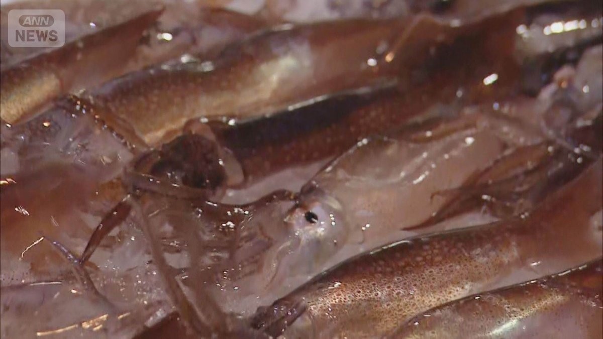 取れ過ぎでスルメイカ漁停止　青森知事が「漁獲量増枠」要望　専門店は「大打撃」悲鳴