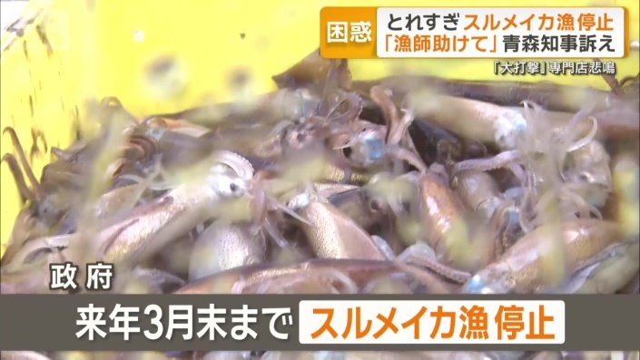 初のスルメイカ漁停止命令