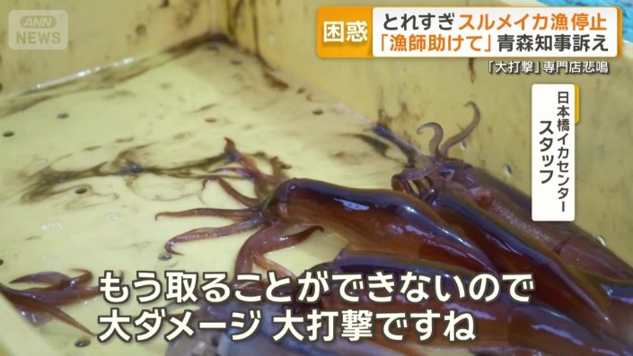 「アオリイカ、ケンサキイカに頼るしかない」