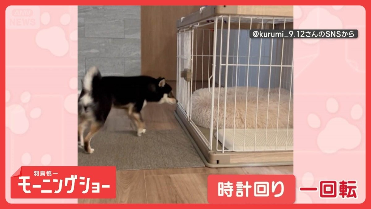 「足踏みするワン」　軽快ステップで回転　時計に反時計　ケージで足踏み　何してる？