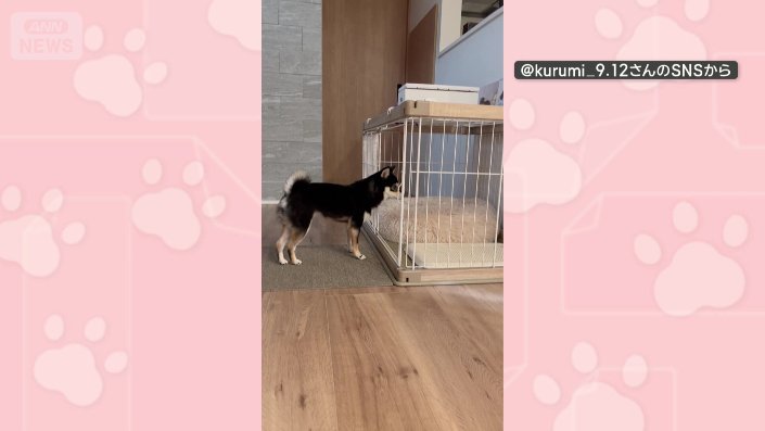 ケージの前にやってきたワンちゃん