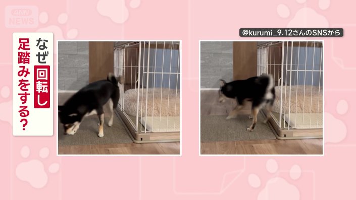 豆芝のくるみちゃん(3)