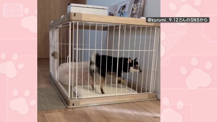 ケージの中でも軽快にステップ