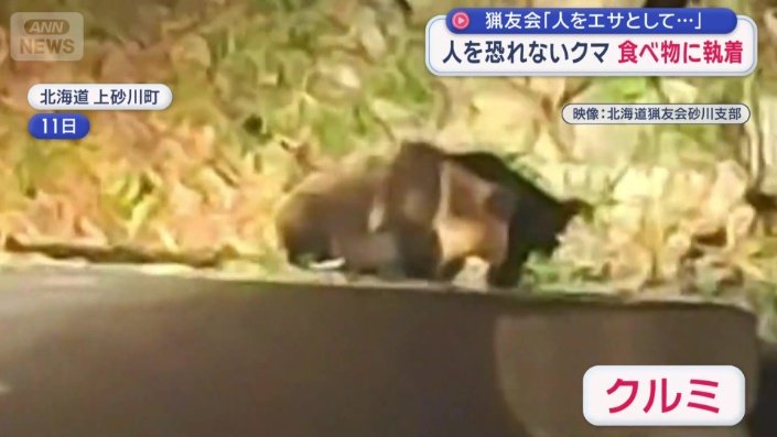 クルミを食べる子グマの姿