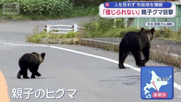 市街地の道路を横断する親子のヒグマ
