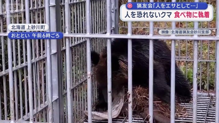 27日に捕獲されたヒグマ