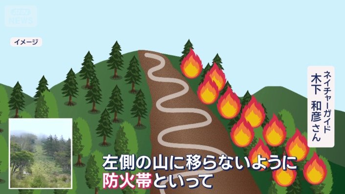 登山道を境に右と左に分かれた木々