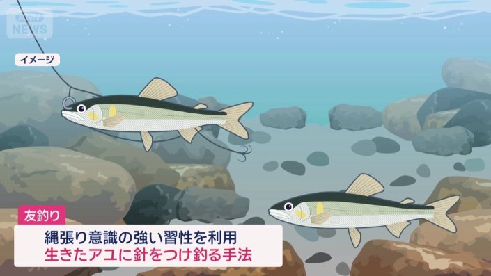 アユの伝統的な釣り方