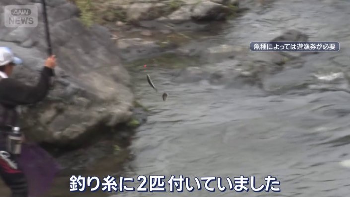 釣り糸に2匹のアユ