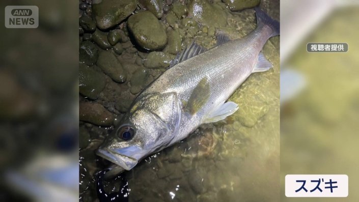 二子玉川駅周辺で釣られた魚