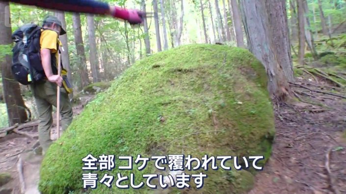 コケで覆われた大きな岩