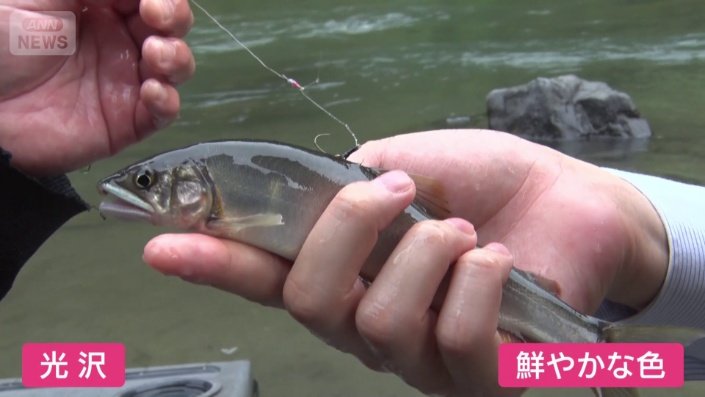 天然のアユ