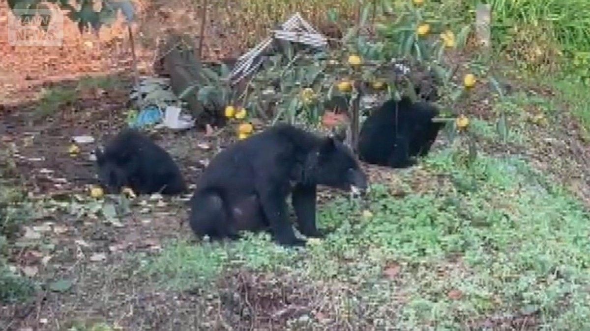 クマ被害「爆撃のようなものでまさに戦争」秋田県前知事「専門部隊を」緊急銃猟も限界