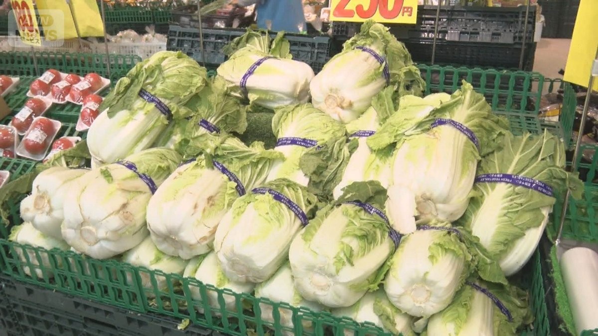 鍋の野菜が安い！ハクサイ半額に春菊118円の店も　華やか「ドーム鍋」実は節約で注目