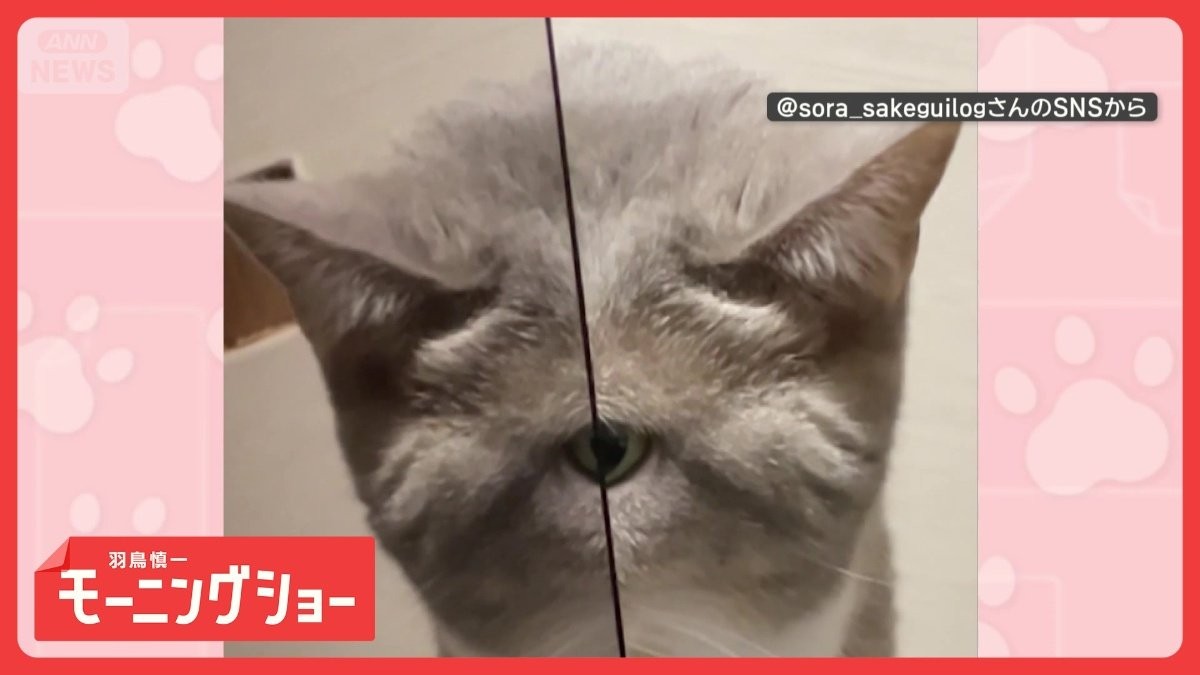 「なんか用かい?」いや妖怪? 半分だけ顔ひょっこり ふしぎ猫 なぜ顔出す?