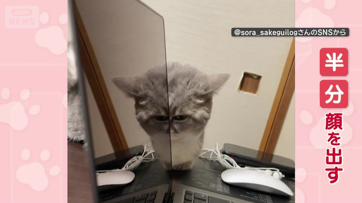 半分だけ顔を出す