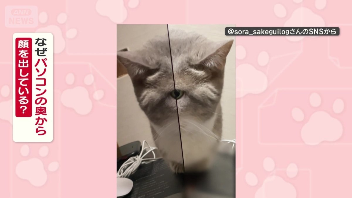 なぜ顔半分だけ出している?