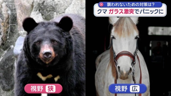 ウマなどの草食動物に比べて、クマは顔の前側に目が付いているため、視界は比較的狭い