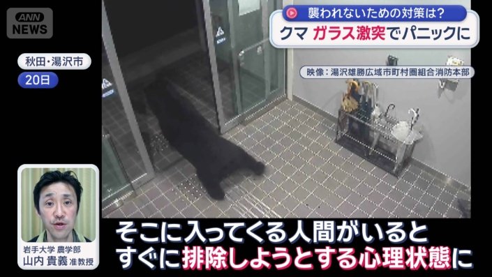 クマがガラス扉に体当たりした後は、襲われるリスクが非常に高くなる
