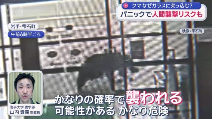 市街地でパニック状態になる危険なクマが続出