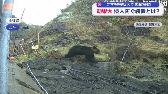 電気柵に触れ、引き返すクマ